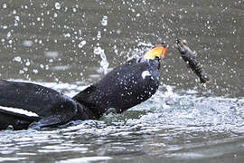 Velvet Scoter