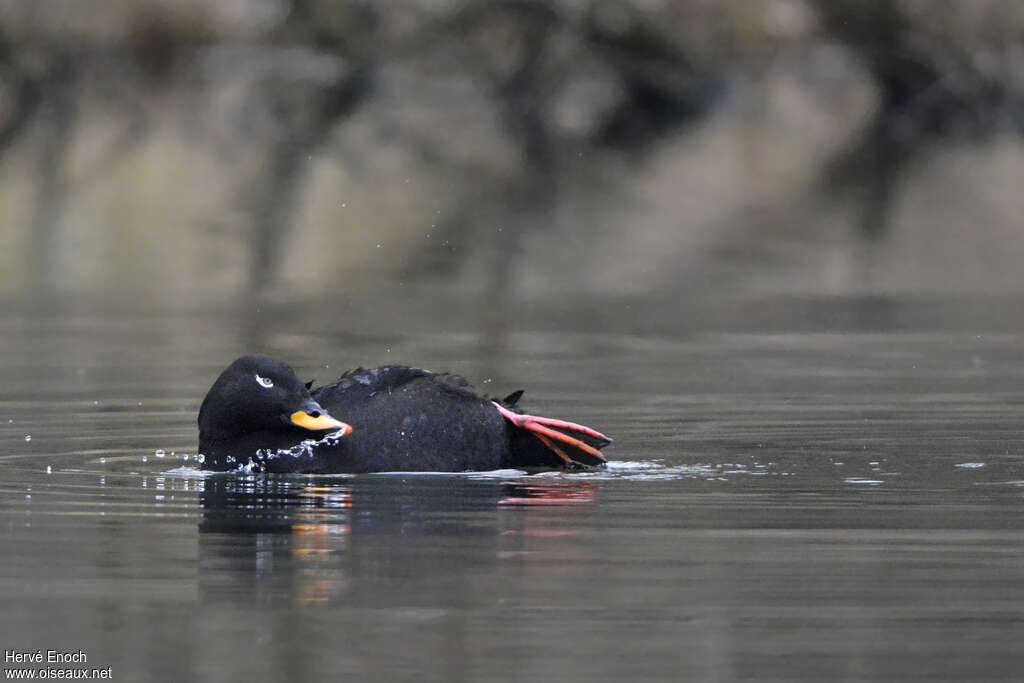 Velvet Scoter male adult, care, pigmentation