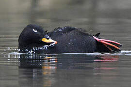 Velvet Scoter