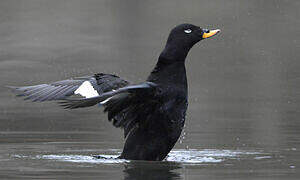 Velvet Scoter