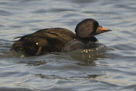 Common Scoter