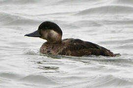 Common Scoter