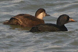 Common Scoter