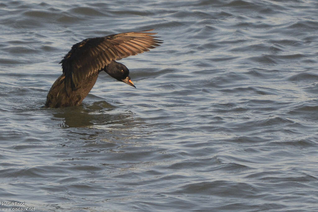 Common Scoter male adult, Behaviour