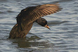 Common Scoter