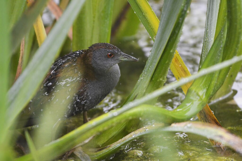 Marouette de Baillonadulte, identification