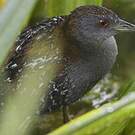 Marouette de Baillon
