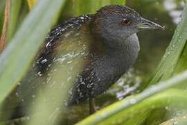 Baillon's Crake