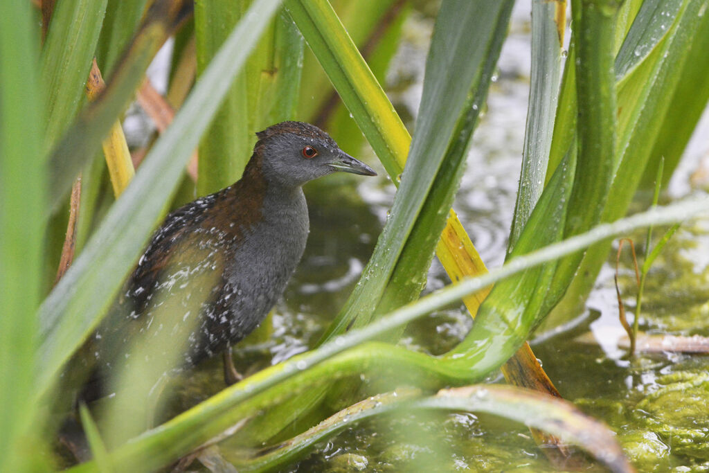 Baillon's Crakeadult, identification