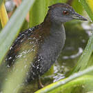 Marouette de Baillon