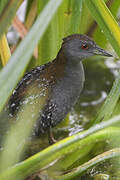 Baillon's Crake