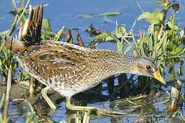 Spotted Crake