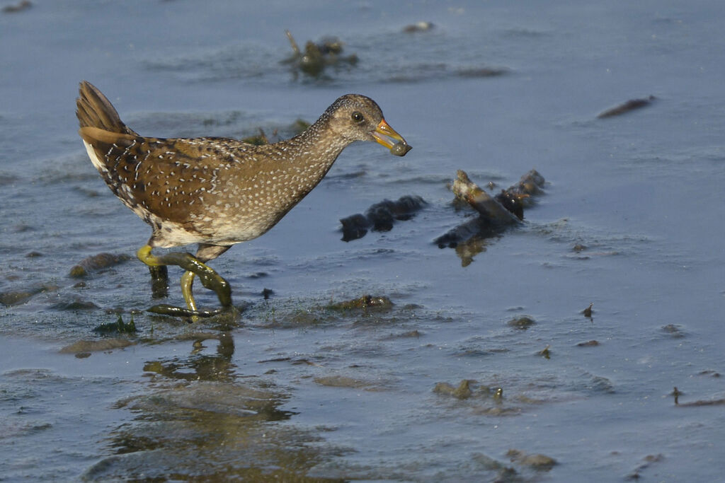 Spotted Crakeadult, identification, feeding habits