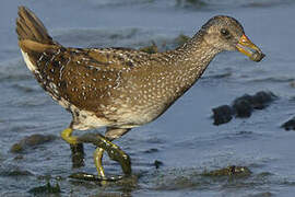 Spotted Crake