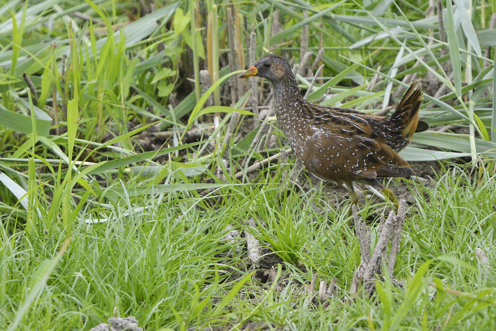 Marouette ponctuéeadulte, identification