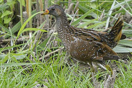 Spotted Crake