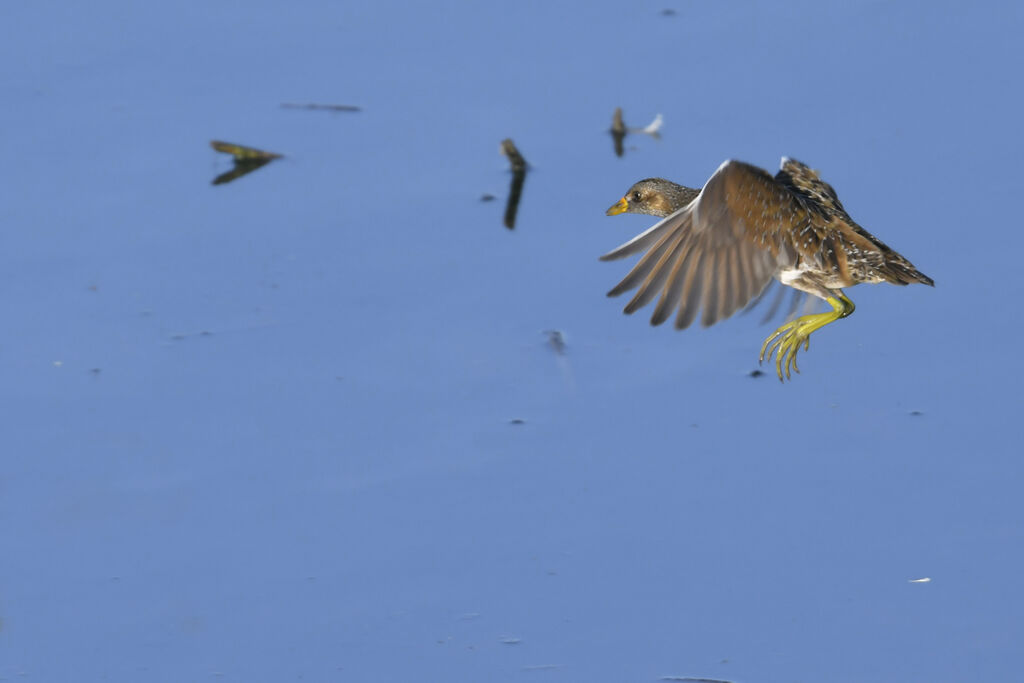 Spotted Crakeadult, Flight