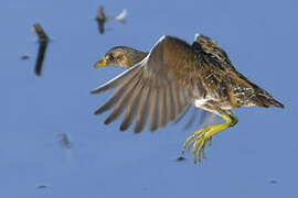 Spotted Crake