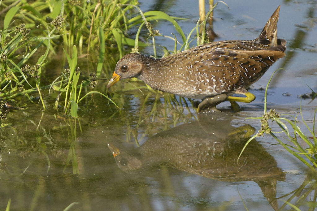 Spotted Crakeadult, identification