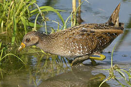 Spotted Crake