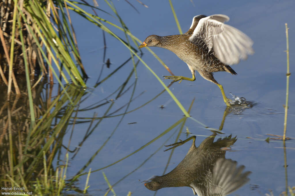 Spotted CrakeFirst year, Flight, Behaviour