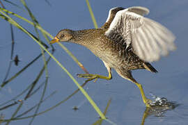 Spotted Crake