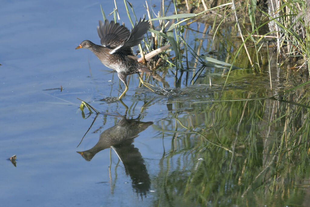 Spotted Crake, Flight