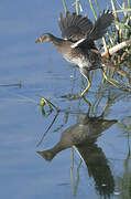 Spotted Crake