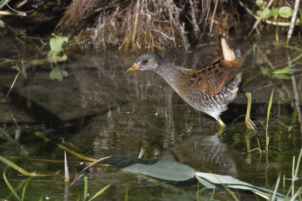 Spotted Crakeadult, identification