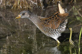 Spotted Crake