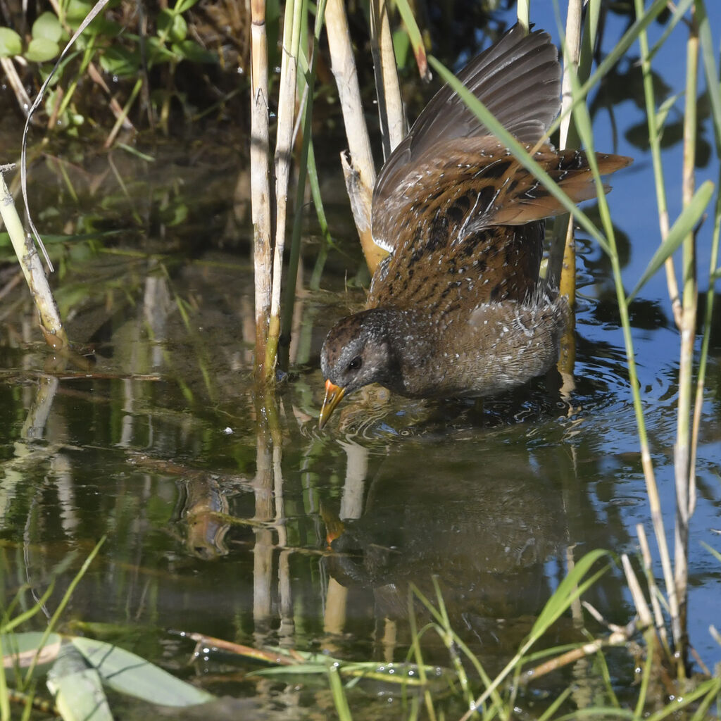 Spotted Crakeadult, identification