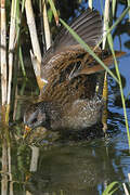 Spotted Crake