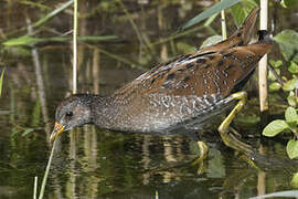 Spotted Crake