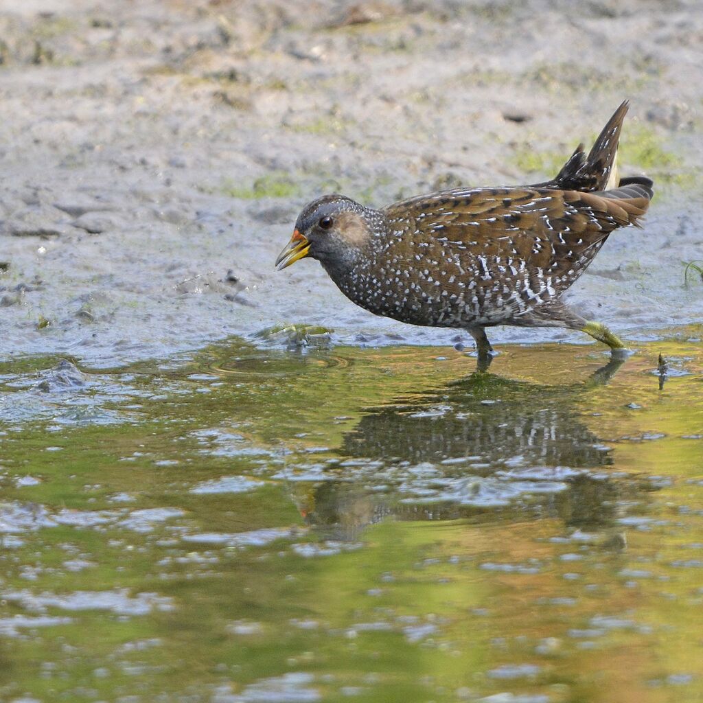 Spotted Crakeadult, identification