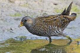 Spotted Crake