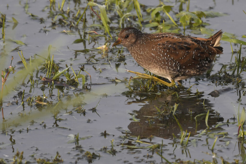 Spotted Crakeadult, identification