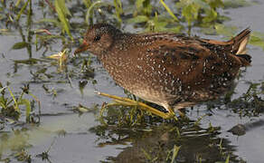 Spotted Crake