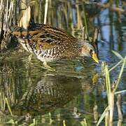 Spotted Crake