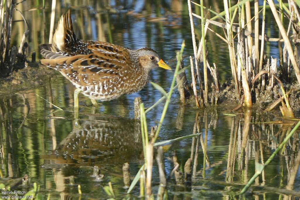 Spotted Crakeadult, identification