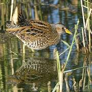 Spotted Crake