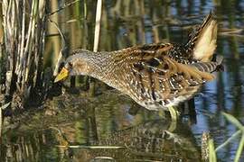 Spotted Crake