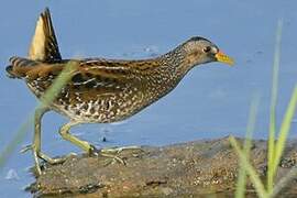 Spotted Crake