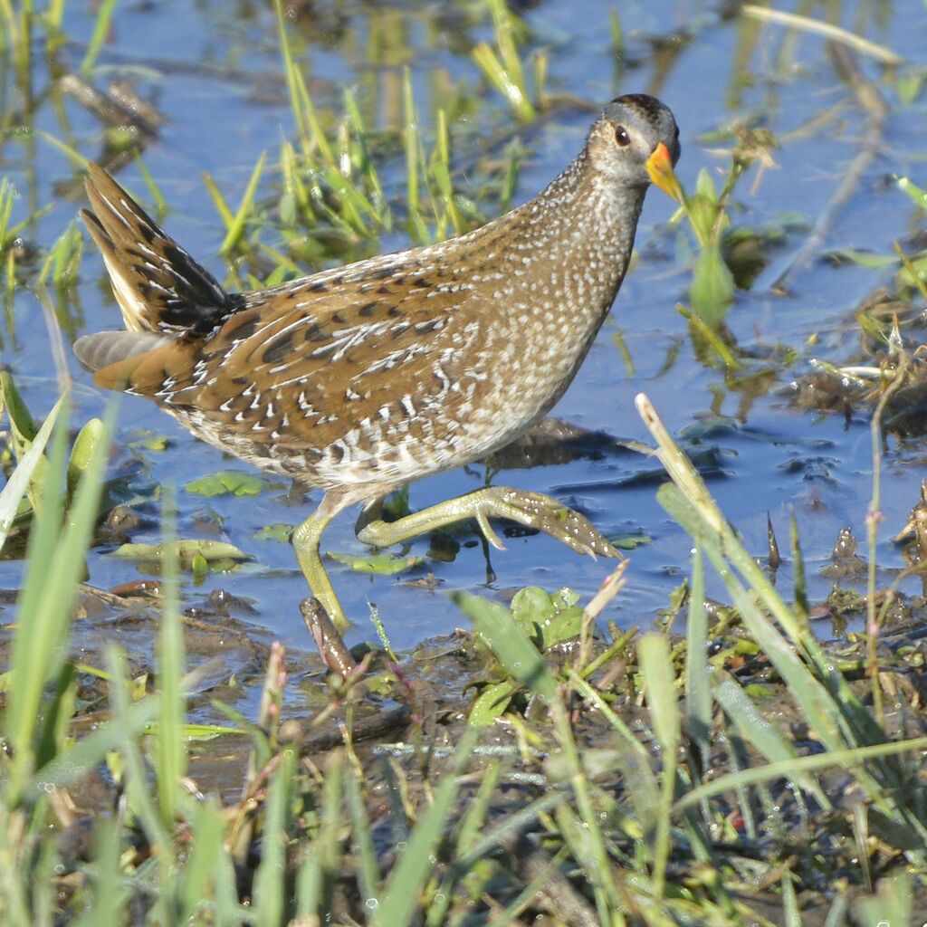 Spotted Crake