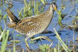 Spotted Crake