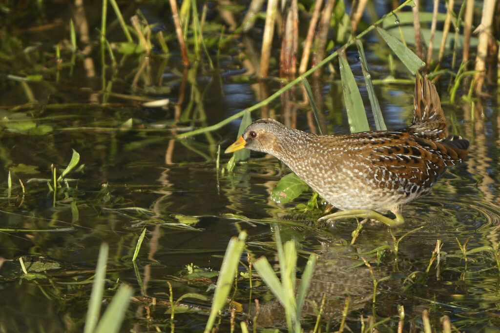 Spotted Crake