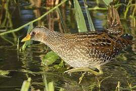 Spotted Crake