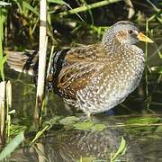 Spotted Crake