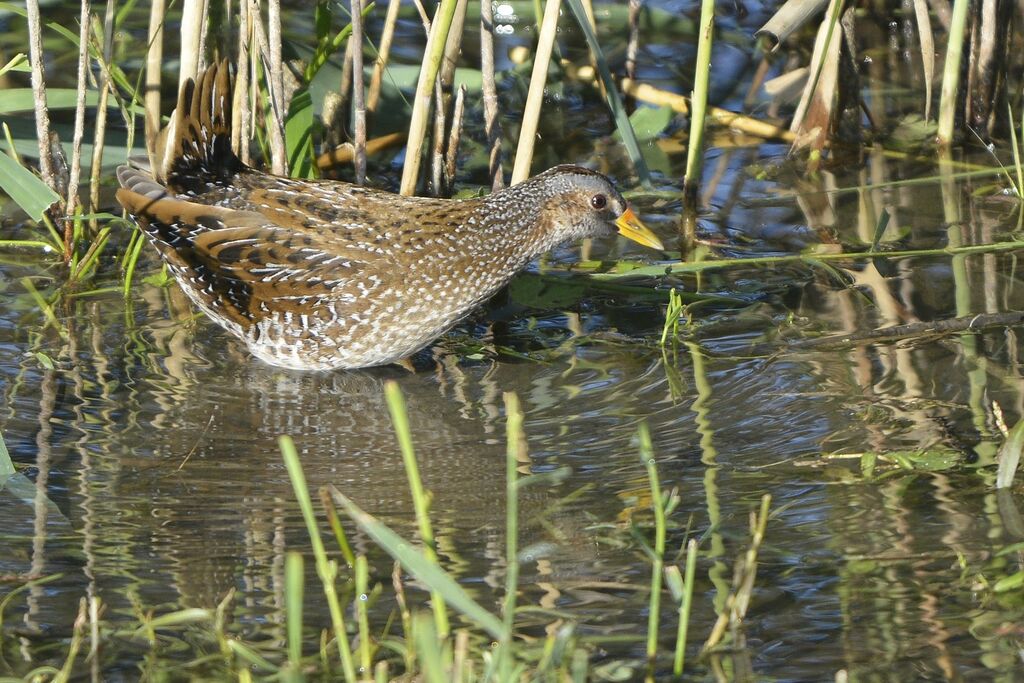 Spotted Crake