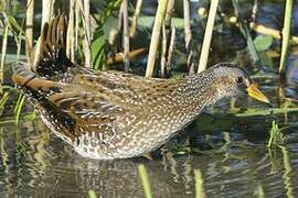 Spotted Crake