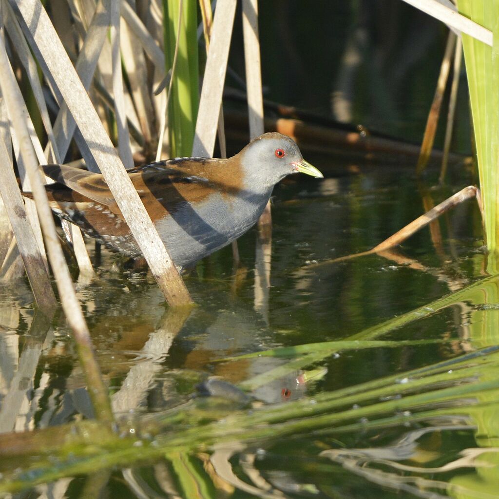 Little Crake male adult, identification